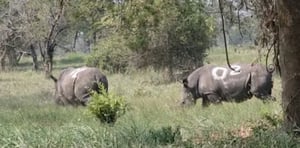 White Rhino's are back in Ajai game reserve Madi okollo District 