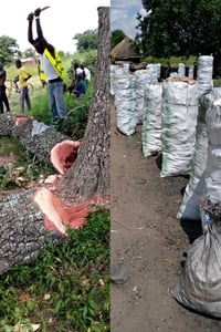 People of Madi have finished Shea butter trees, Despite government's campaign